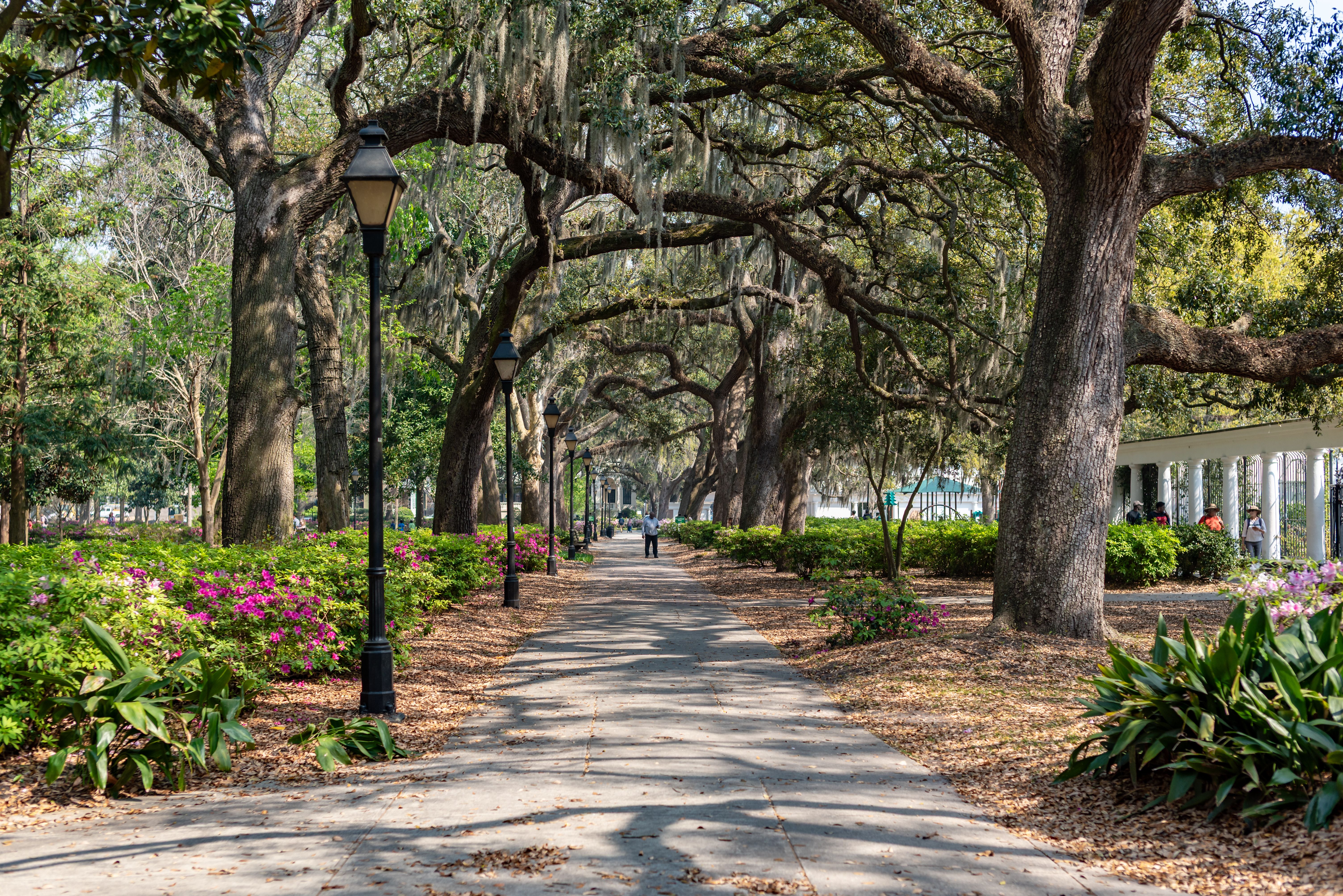 Historic Live Oak Avenue in Horry County, SC